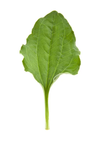 Groblad blad isolerade på vit bakgrund — Stockfoto