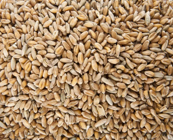 Wheat grain as a background — Stock Photo, Image