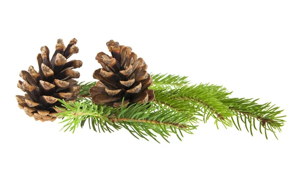 Vánoční strom a kužely izolovaných na bílém pozadí Royalty Free Stock Obrázky