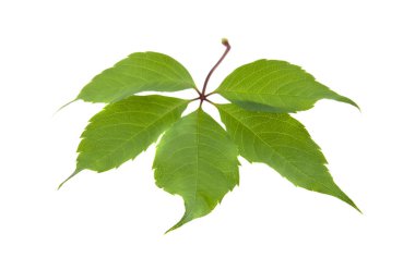 Beyaz arkaplanda yalıtılmış üzüm yaprakları