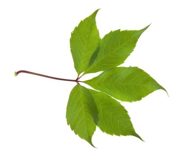 Beyaz arkaplanda yalıtılmış üzüm yaprakları