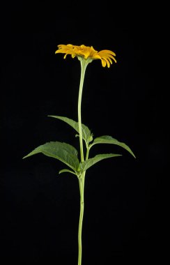 siyah arka plan portre sarı çiçekler