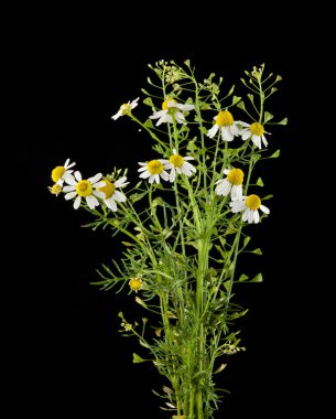 Chamomiles siyah bir zemin üzerine