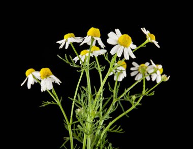 Chamomiles siyah bir zemin üzerine