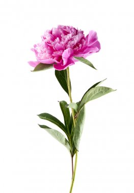 Beyaz arka plan üzerinde izole Şakayık çiçekleri