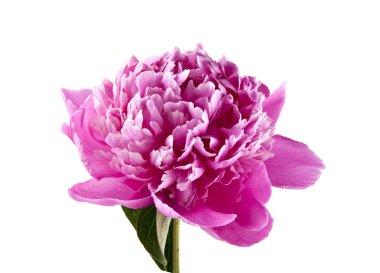 Beyaz arka plan üzerinde izole Şakayık çiçekleri