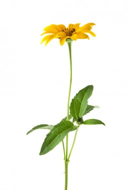Beyaz arkaplanda izole edilmiş sarı çiçek