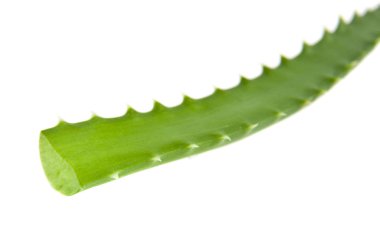 Aloe beyaz arkaplanda izole edildi
