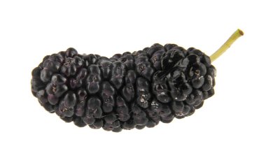 Dut beyaz arkaplanda izole edilmiş