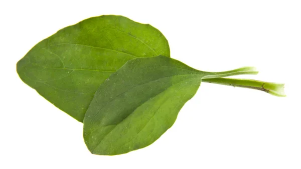 Feuilles de plantain isolées sur fond blanc — Photo