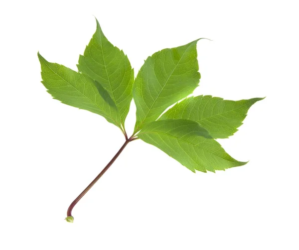 Grape leaves isolated on white background — Stock Photo, Image