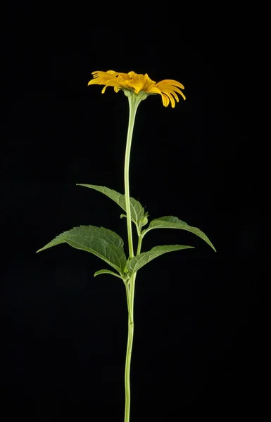 Κίτρινα λουλούδια σε ένα μαύρο φόντο closeup — Φωτογραφία Αρχείου