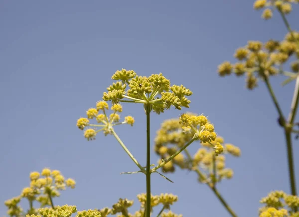 Flores de eneldo en el fondo del cielo — Foto de Stock