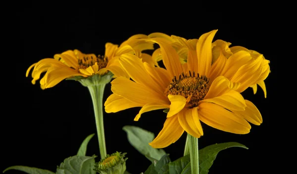 Gele bloemen op een zwarte achtergrond close-up — Stockfoto