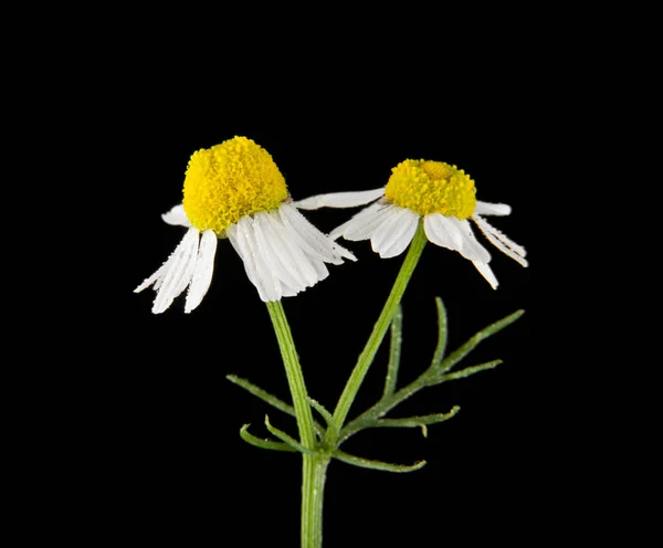 Chamomiles op een zwarte achtergrond — Stockfoto