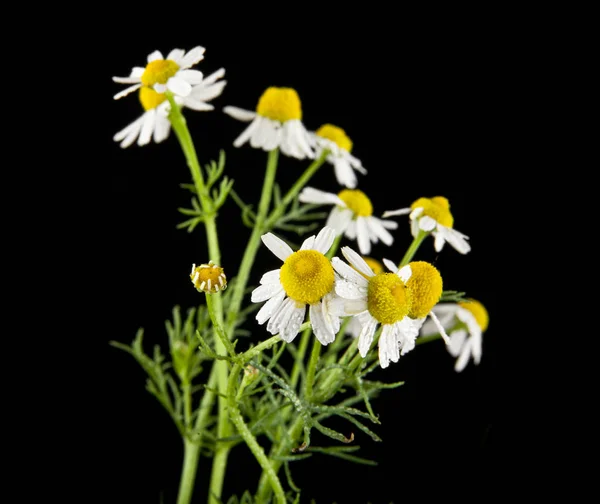 Chamomiles op een zwarte achtergrond — Stockfoto