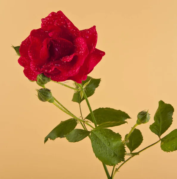 Czerwone róże na beżowym tle — Zdjęcie stockowe