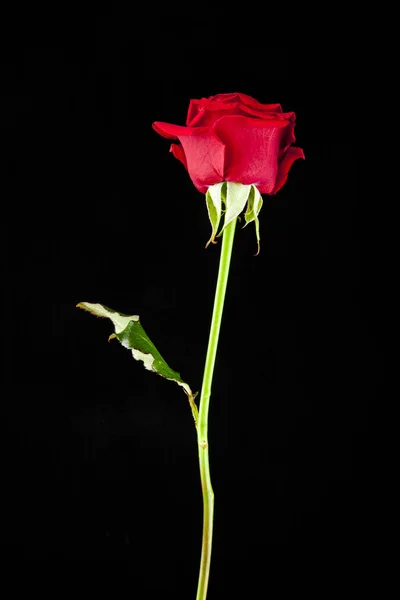 Rosa rossa su fondo nero — Foto Stock