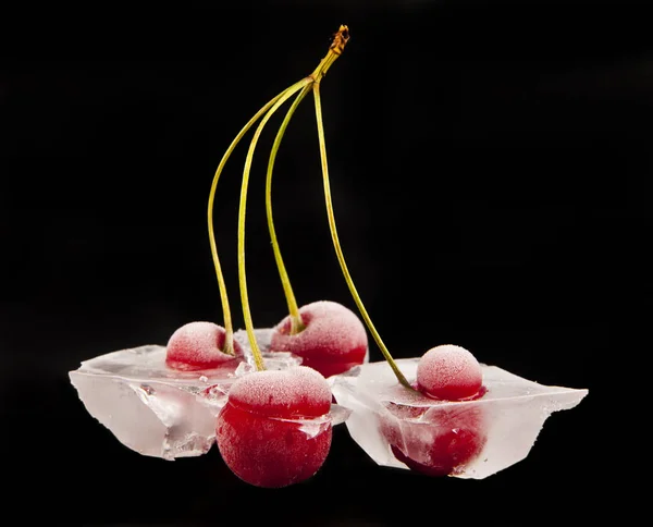 黒の背景上の氷の桜 — ストック写真