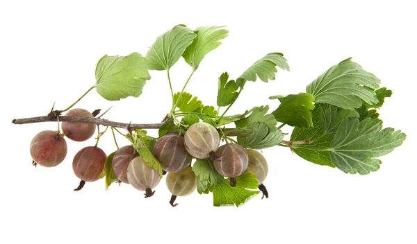 Grosellas espinosas aisladas sobre fondo blanco — Foto de Stock