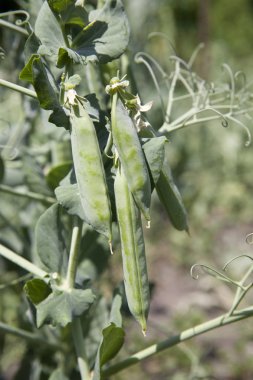 Bush bahçede yeşil bezelye