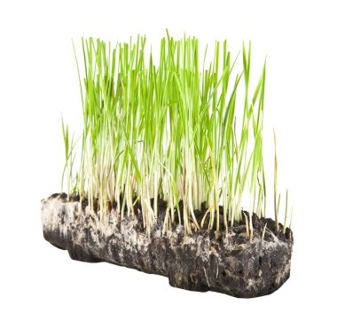 Beyaz arka plan üzerinde izole çim çimen