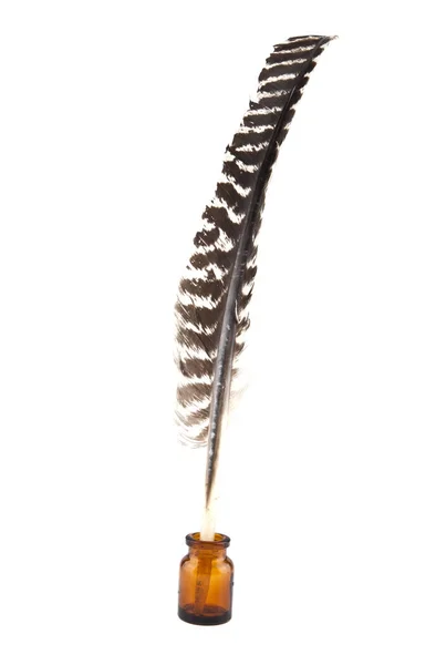 Goose feather isolated on white background — Stock Photo, Image