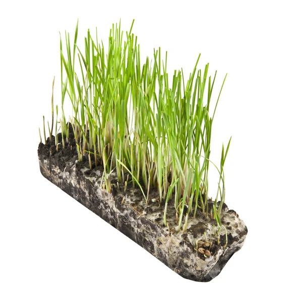 Beyaz arka plan üzerinde izole çim çimen