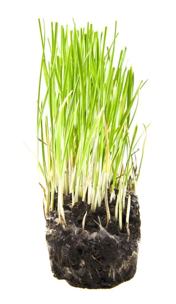 Beyaz arka plan üzerinde izole çim çimen