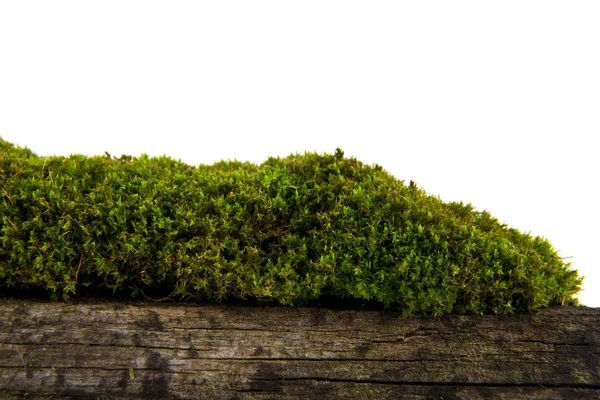 Eski ahşap beyaz arka plan üzerinde izole üzerinde yosun — Stok fotoğraf