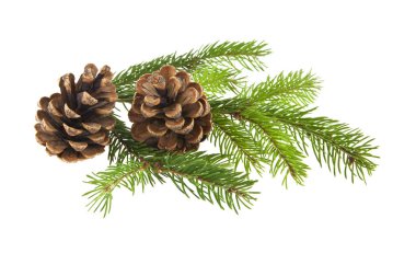 Beyaz arka planda izole edilmiş konileri olan Noel ağacının dalı