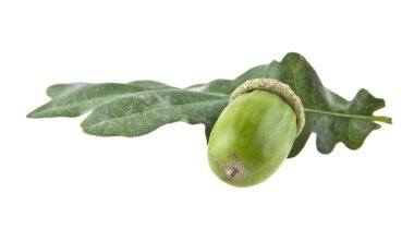 Beyaz arka plan closeup izole meşe palamutları