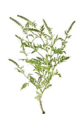 Beyaz arka plan closeup izole ambrosia