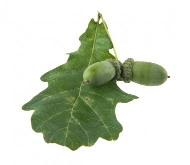 Beyaz arka plan closeup izole meşe palamutları