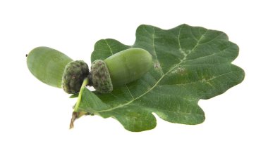 Beyaz arka plan closeup izole meşe palamutları