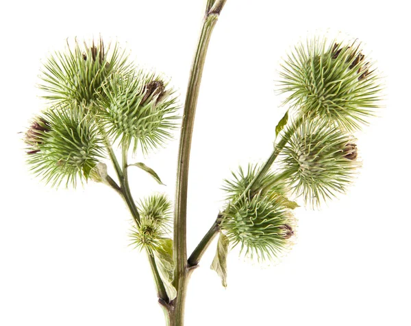 Beyaz arka plan üzerinde izole Thistle süt