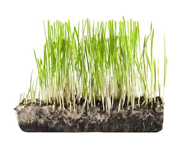 Beyaz arkaplanda izole edilmiş çimenler