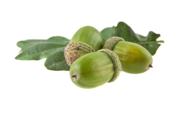 Acorns isolated on white background closeup — Stock Photo, Image