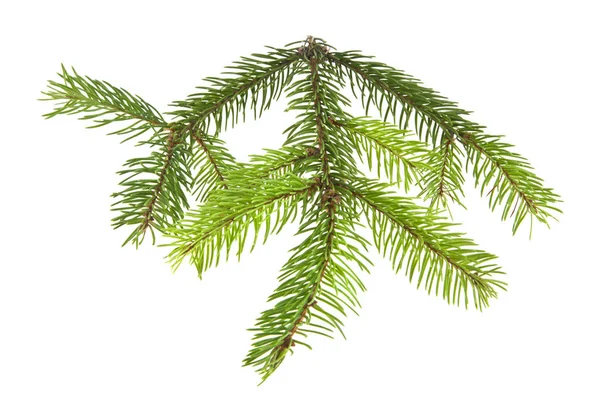 Ramo de árvore de Natal isolado no fundo branco close-up — Fotografia de Stock