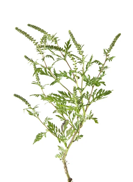 Beyaz arka plan closeup izole ambrosia