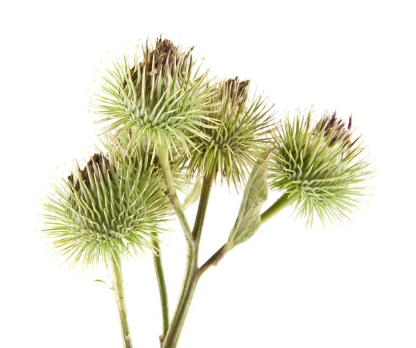 milk Thistle isolated on white background closeup