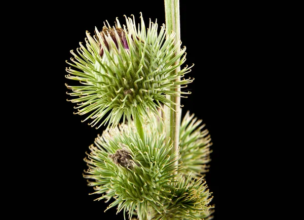 Milk Thistle on a black background closeup — Stock Photo, Image