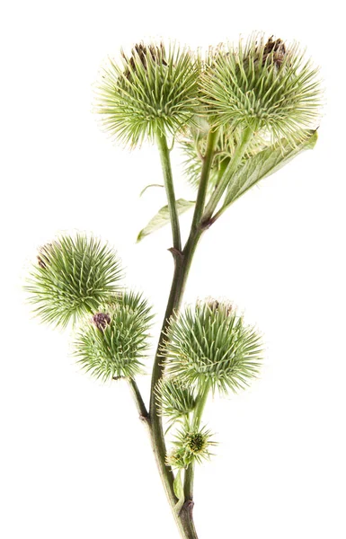 Beyaz arka plan closeup izole Thistle süt