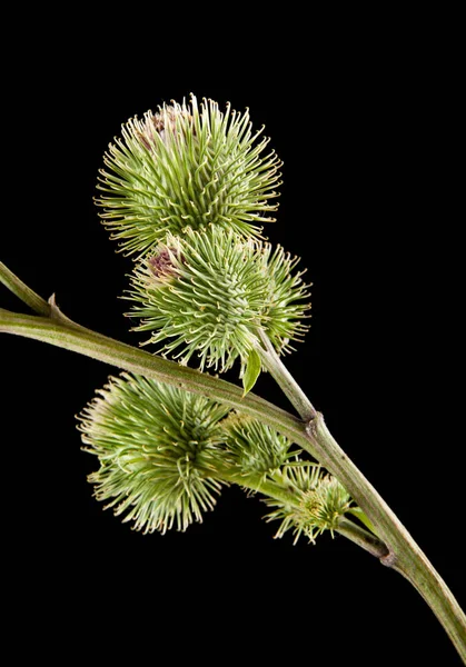 bir siyah arka plan portre üzerinde süt Thistle