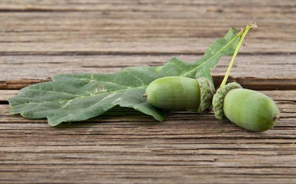 ahşap masa portre üzerinde meşe palamutları