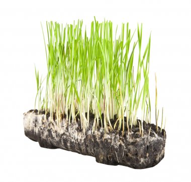 Beyaz arka plan üzerinde izole çim çimen