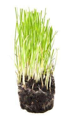 Beyaz arka plan üzerinde izole çim çimen