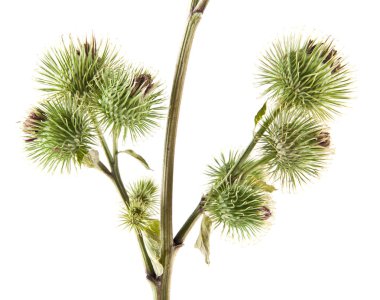 Beyaz arka plan üzerinde izole Thistle süt