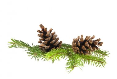 Beyaz arka planda izole edilmiş konileri olan Noel ağacının dalı