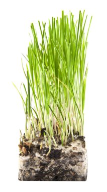 Beyaz arkaplanda izole edilmiş çimenler